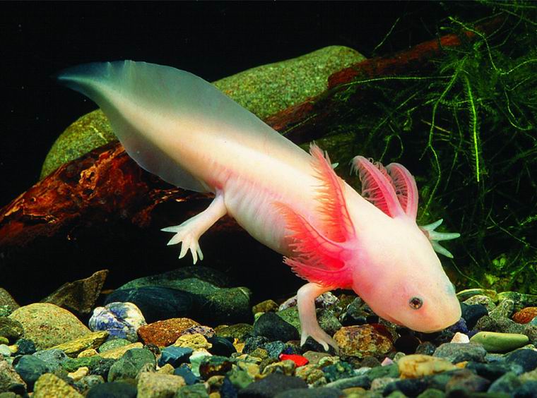 facts the animal world: Mexican Axolotl (Ambystoma mexicanum)